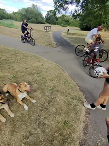 How to Train Your Dog: Coba, GSD & Puppy Pack Training
