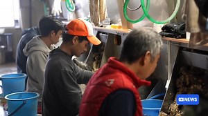 Japan is often cited as the world's most homogeneous society, but a reluctance to open up to migration has led to a super-aged, shrinking population. This problem has been decades in the making, with many industries now struggling to find workers. For one small community on the island of Etajima, however, multiculturalism has proven to be the answer. Read more: https://www.abc.net.au/news/2026-01-04/japanese-island-etajima-migrants-oyster-industry/106176486 | ABC Asia