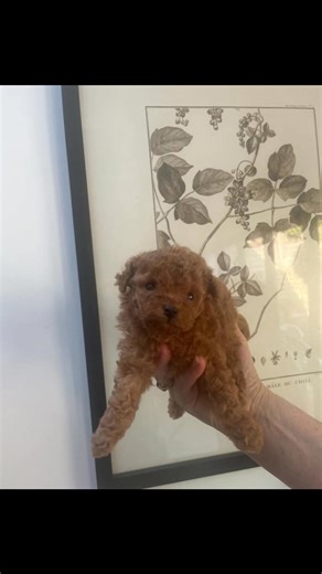 **Discover Your New Best Friend – Free Dogs and Puppies for Adoption!** Are you ready to open your heart and home to a lovable furry companion? We have a wonderful selection of dogs and puppies looking for loving families — all available for free adoption! Whether you're seeking a playful puppy, a loyal adult dog, or a gentle senior, you'll find the perfect match here. Our pets come from caring backgrounds, are vaccinated, vaccinated, and ready to bring joy and unconditional love into your life.