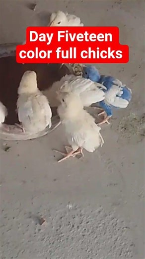 Day Fiveteen color full chicks