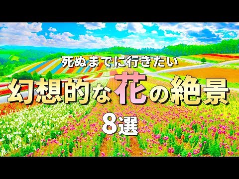 8 breathtaking views of beautiful flowers that will soothe the soul of anyone who sees them [Brea...