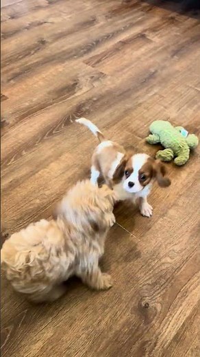 🐶 Pongo & Jeep's Playtime Adventure! 🐾❤️