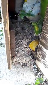 Thank you to Tracey Carter for sending in this fascinating time-lapse of a bumblebee nest being constructed in her shed! 🐝 The mound of fluff that is bulging out and moving across the floor apparently wasn't there before, but appeared when the bumblebees started building the nest. It seems the bumblebees have moved a load of old shredded newspaper and plastic bags, and it looks very cosy! | Bumblebee Conservation Trust