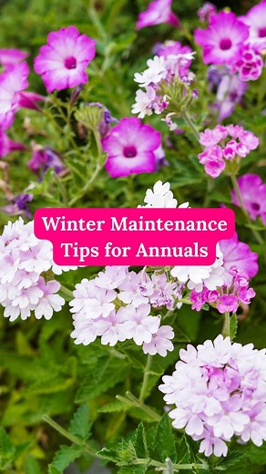 How do you prep your annuals for winter? Here are some quick maintenance tips for prepping your annual planters this winter, to get them all ready to bloom again next summer! #margaretvalleylandscaping #ylwlandscaping #annualplanters | Margaret Valley Landscaping | Facebook