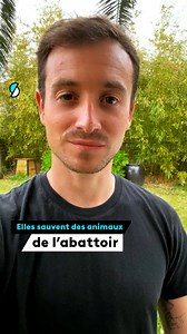 646K views · 1.1K reactions | Elles sauvent des animaux de l’abattoir et leur offrent une vie paisible ! C’est le refuge GroinGroin, situé dans la Sarthe. Rencontre avec ces humains au grand cœur. #SurLeFront Hugo Clément | francetv slash | Facebook