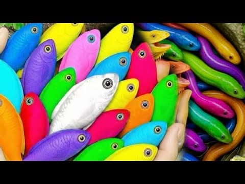 Amazing Catching Color Fish Challenge Aquarium with small basket color Fish goldfish