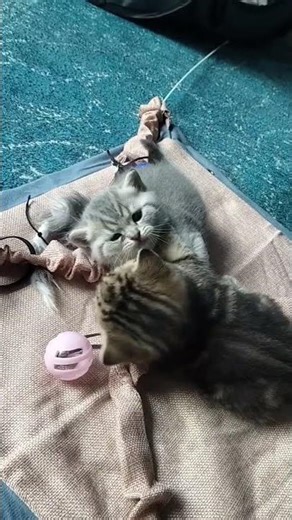 Cute Kittens Playing and Biting Each Other 😻 Funny Kitten Fight Compilation #kittens #cuteanimals
