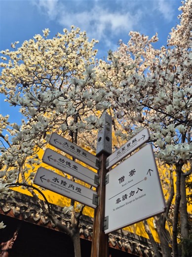 Exploring Shanghai: The Beauty of Magnolia Blooms