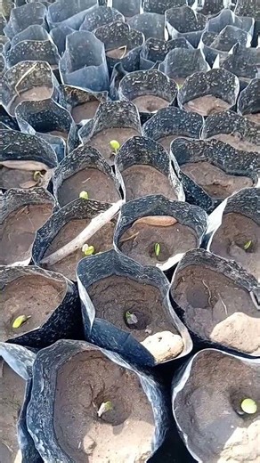Mesquite germination in 3 days