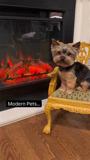 Sammy in the City | Entitled?! Who me?? I deserve a better characterization. #spoileddog #yorkie #doglife #modernpets | Instagram