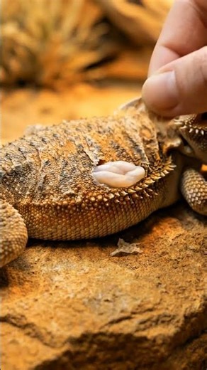 satisfying bearded dragon oddly skin sheeding asmr...