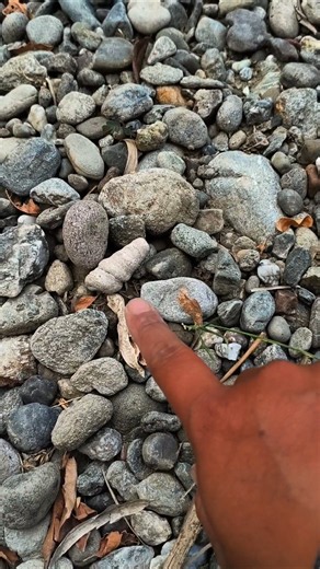 Sea snail fossils are here!! Was this location once an ocean? #batuakik #crystals