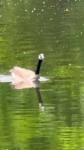 Canada Goose Sounds #nature #song