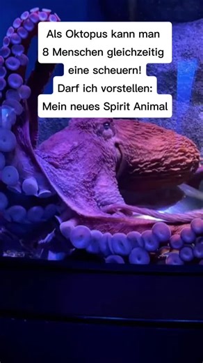 Discover Your Spirit Animal: The Octopus