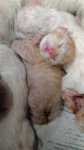 Newborn Kittens Sleeping without Cleanliness