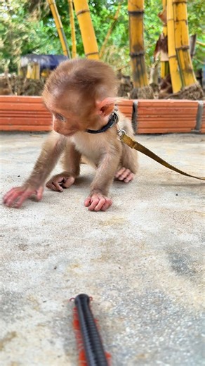 Why did the monkey scream and run- Blame the sneaky millipede! 🐛😵 #shortvideo #millipede #monkey