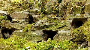 5.7K views · 1K reactions | The mouse wall in the magical mouse garden . Very active little fuzzballs today all scampering around to find food or hidden treats watch close as that one mouse has a taste for woodlouse . | George the Mouse in a log pile house | Facebook