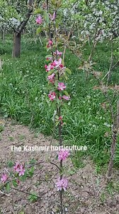 8.8K views · 141 reactions | Rootstock can influence precocity/juvenility, yield, tree size and early fruiting.. | The Kashmir horticulture | Facebook