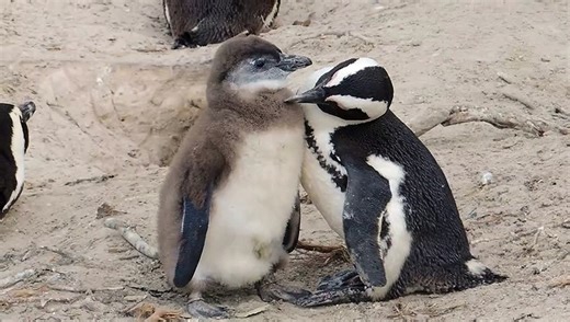 penguin 4k video Ultra hd