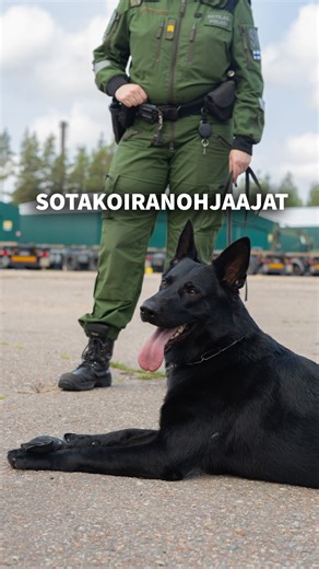 Luottamus, tarkkuus ja yhteispeli 🤝🏼 🐶 Sotakoiraohjaajan ja koiran välinen yhteistyö perustuu luottamukseen, jatkuvaan koulutukseen ja tarkkaan yhteispeliin. Sotakoira on ohjaajansa rinnalla tärkeä osa Puolustusvoimien toimintaa – aina valmiina toimimaan vaativissakin tilanteissa. Jokaiselle koiran kanssa toimivalle henkilölle määrätään oma nimikkokoira, jonka kanssa toimitaan koko palveluksen ajan, mikä puolestaan kasvattaa luottamusta poikkeusolojen tilanteita varten. 🎥 Videolla koiranohja