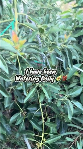 Protect Your Avocado Trees From Heat Stress #garden#gardening#gardeningtips#gardenplants#gardenlife