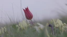 Beautiful blooming wild steppe. Flowering wild irises and tulips in...