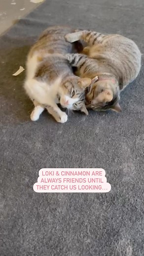 NEKO Cat Cafe on Instagram: "Milkshake came THROUGH for that transition 😹🥊 these two crack us up"