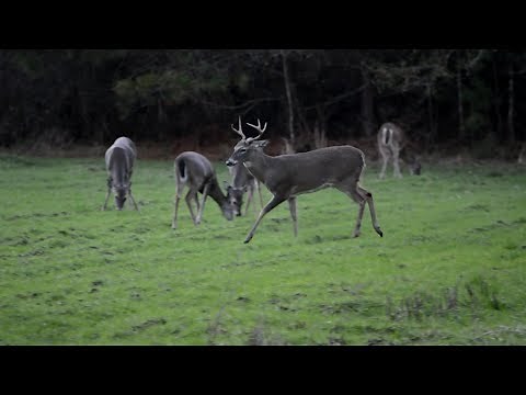 The .243 wasn't enough.....(Remington Core-lokt)