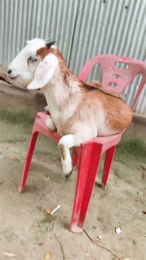 The Cutest Minute of Baby Goats You'll See Today 🐐 #beautifullgoats #cuteanimals #babygoats