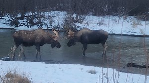 What better place to live than Alaska?! Seeing these guys is something truly awesome to witness. Have you ever gotten to see something like this? | The Alaska Frontier