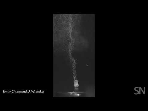 Watch sphagnum moss in action | Science News