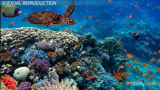 Cnidarians | Reproduction & Characteristics