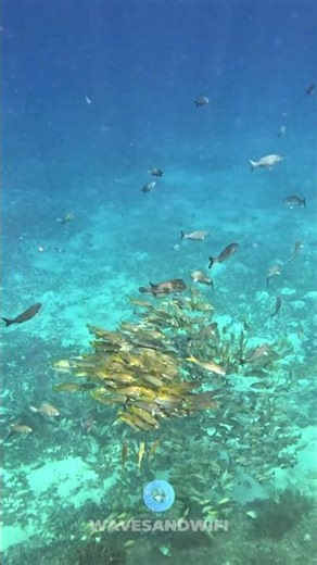 This ONE Fish Blended In PERFECTLY With the Rest of the Fish