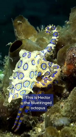 Meet Hector, the Blue-Ringed Octopus | Ocean Wildlife