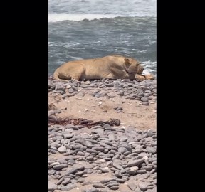 Lioness rests on beach side in Skeleton Coast, Namibia