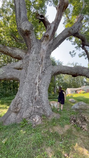 The Granby-Dewey Oak is estimated to be nearly 500 years old! The tree was 300 years old when our brash young nation celebrated its Centennial. Then came the automobile, World War I, electricity, telephones, radio, World War - But the Oak remained constant. 1976 — America is 200 years old! The Granby Oak is twice that. Its branches are heavy with age and touch the ground. It is alive and healthy. Located in Granby, CT. Video by Fred Tree Man Breglia | Ancient Forests & Champion Trees