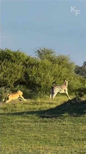 Lioness Chases Down Zebra in Seconds