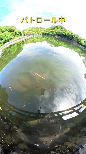 エイの周回軌道 #明神池#萩市#山口県 #エイ#海の生き物#ショート動画