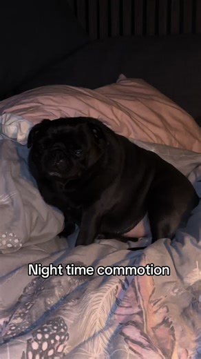 The usual night time commotion from pugs #fyp #pugs #funnydogs #pug #puglife