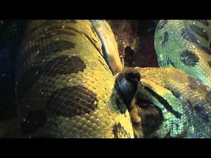 Anaconda gets feed at the Buffalo Zoo