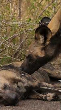 The Family That Fights Together: Unbreakable Bonds of the Wild Dog Pack