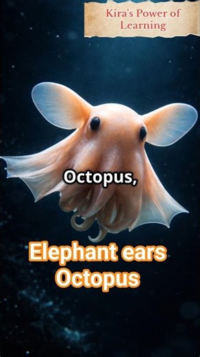 Dumbo Octopus — The Cutest Creature in the Deep Sea!