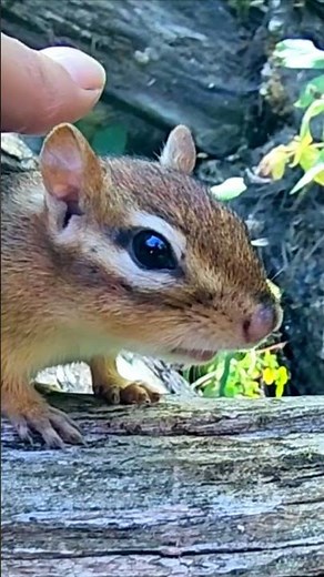 다람쥐의 독특한 울음소리 #shorts