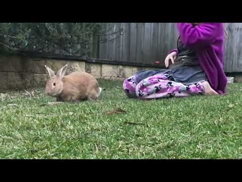 My rabbit living out Alex the great’s Legacy