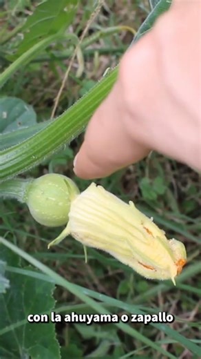 If you want to harvest pumpkins, you first have to look at their flowers. #shorts