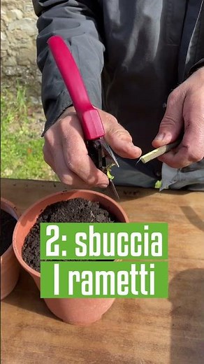 TALEA Di FICO (super semplice)