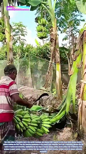From Tree to Harvest: How Skilled Farmers Cut and Collect Bananas with Precision and Care