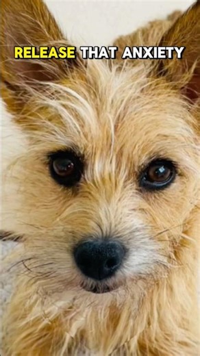 Relief from Anxiety 🦋 Yoga Paws with Ruby Doos