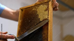 Preparing honey frames for honey extraction in the machine. Male hand uncovers the tops on honeycombs to remove honey from them.