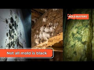 Not all mold is black - Mold Busters
